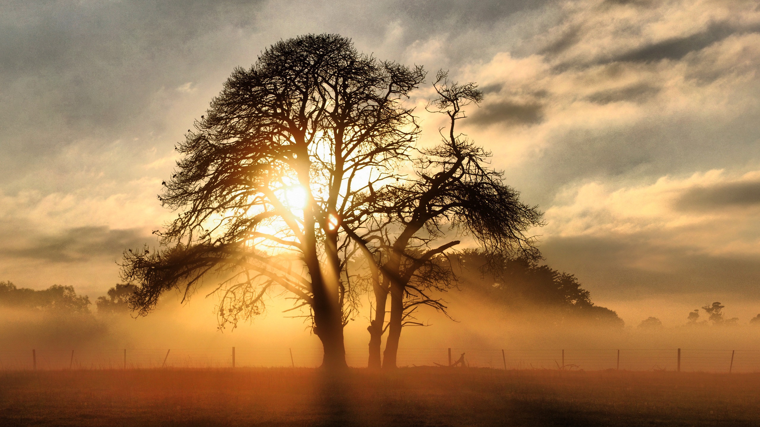 L?樹xf(syx什么意思)